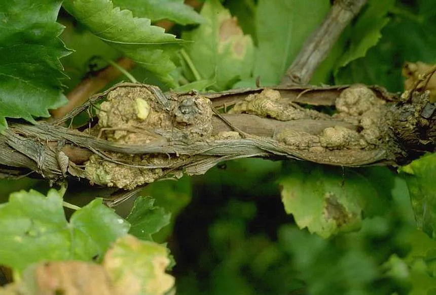 Simptome: Agrobacterium vitis (Cancerul bacterian al viței de vie)