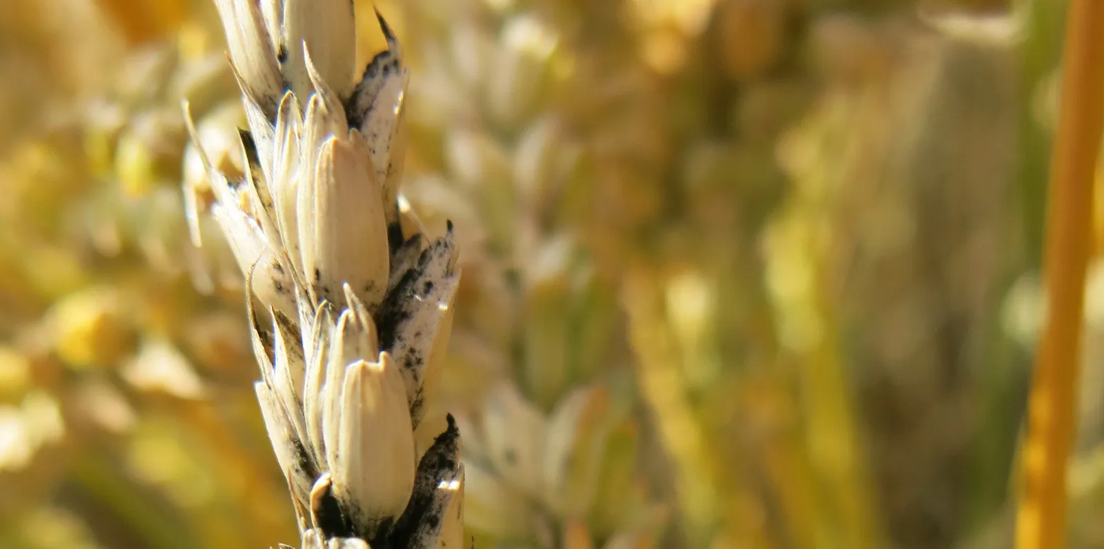 Simptome: Cladosporium herbarum (Înnegrirea cerealelor)