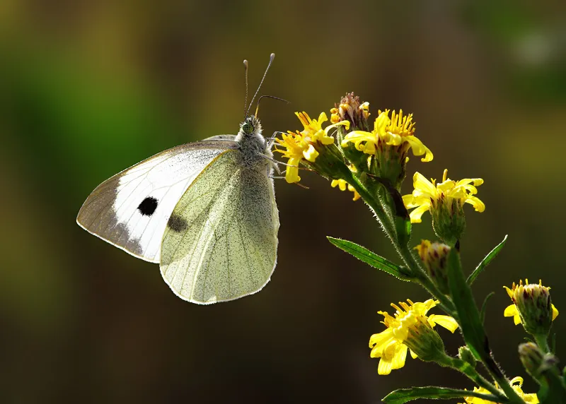 Simptome: Fluturele alb al verzei