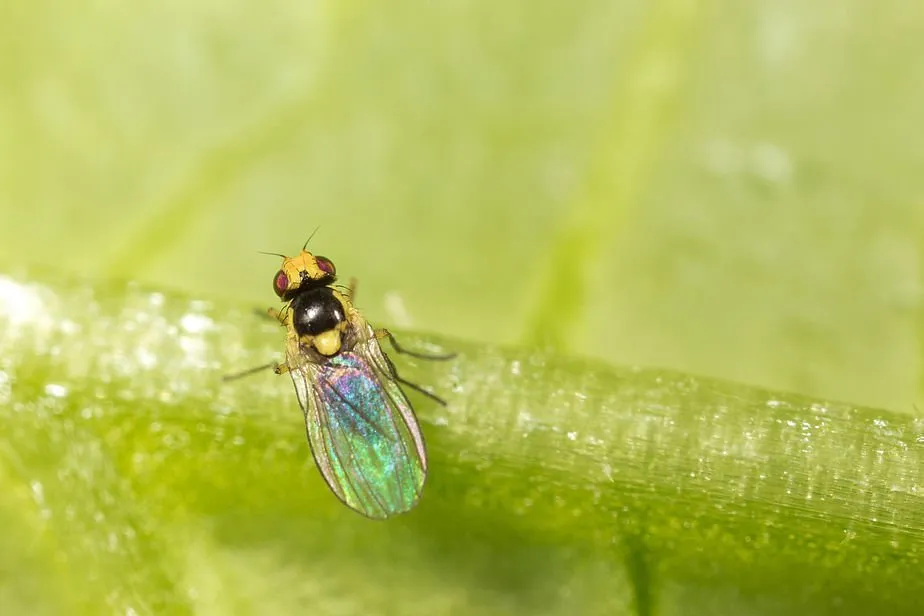 Simptome: Musca minieră