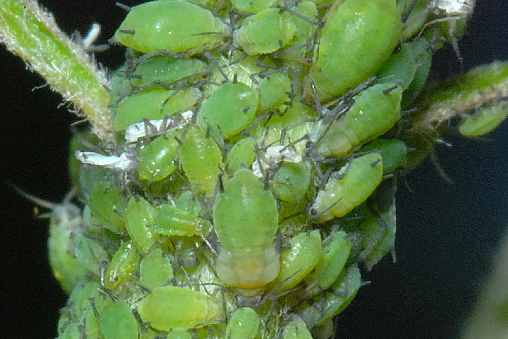Simptome: Păduchele verde al mărului
