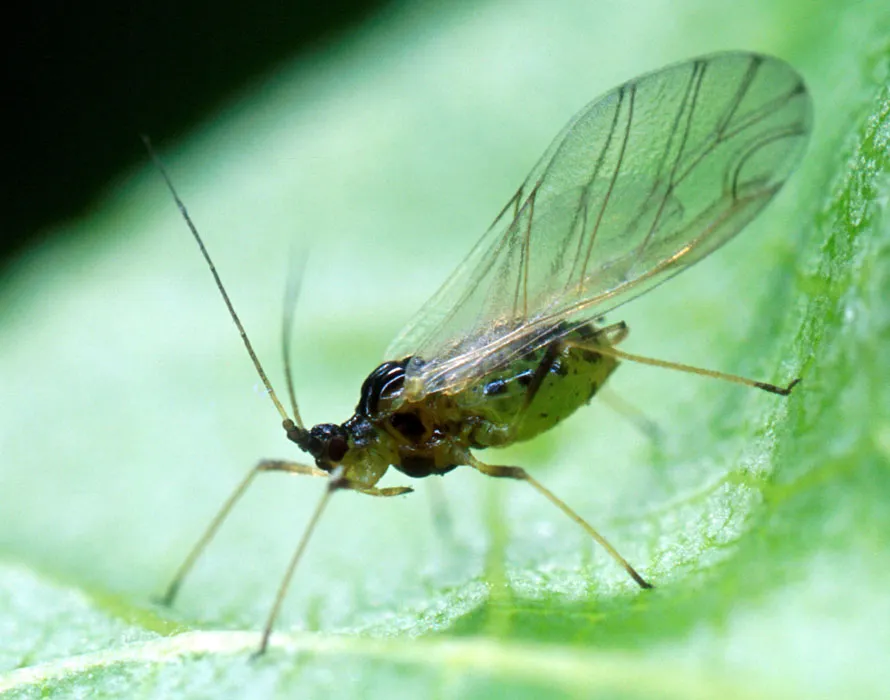 Simptome: Păduchele verde al piersicului