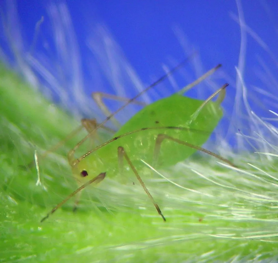 Simptome: Păduchele verde al solanaceelor