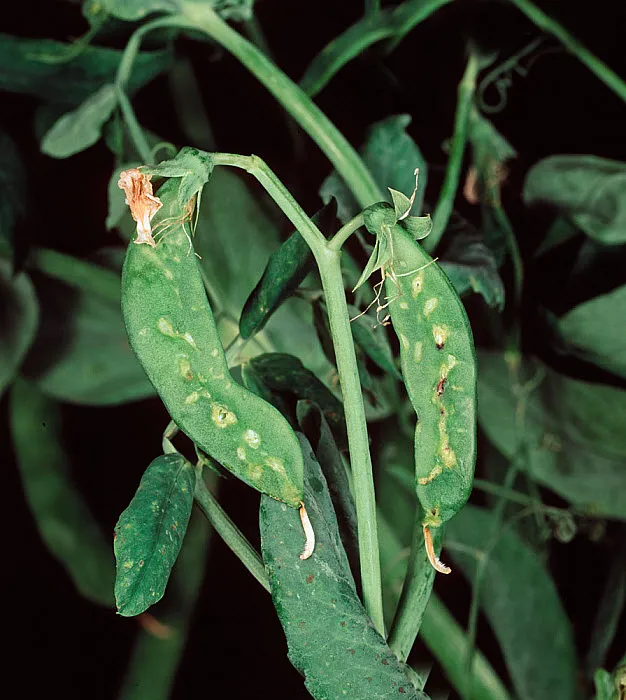 Simptome: Pea enation mosaic virus (Virusul mozaicului la mazăre)