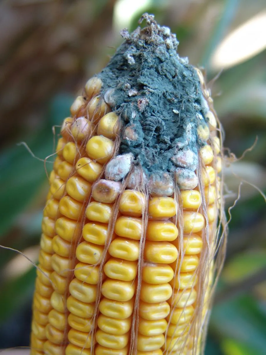 Simptome: Penicillium spp. (Mucegaiul semințelor)