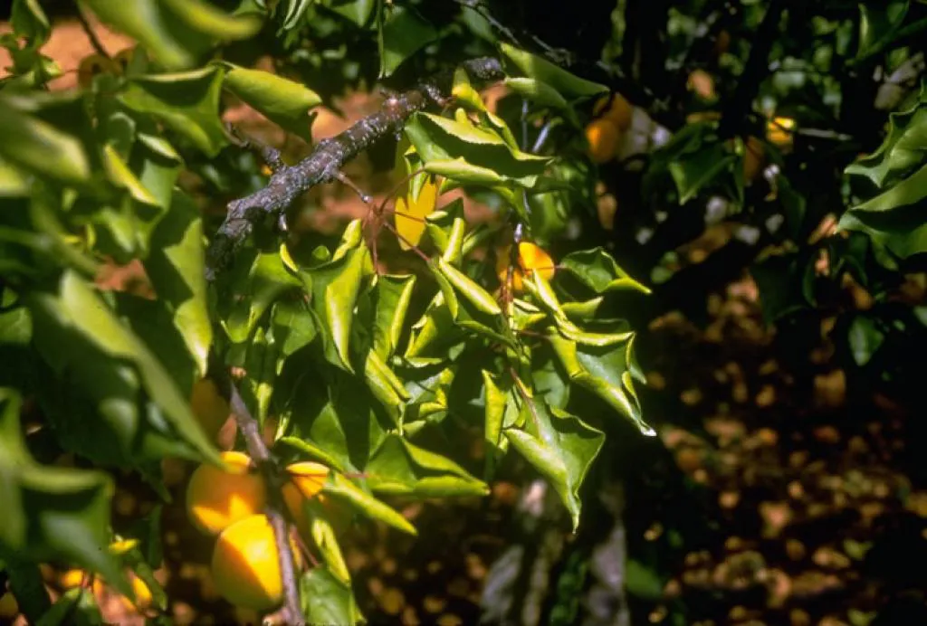 Simptome: Phytoplasma prunorum (Răsucirea și îngălbenirea frunzelor de cais)