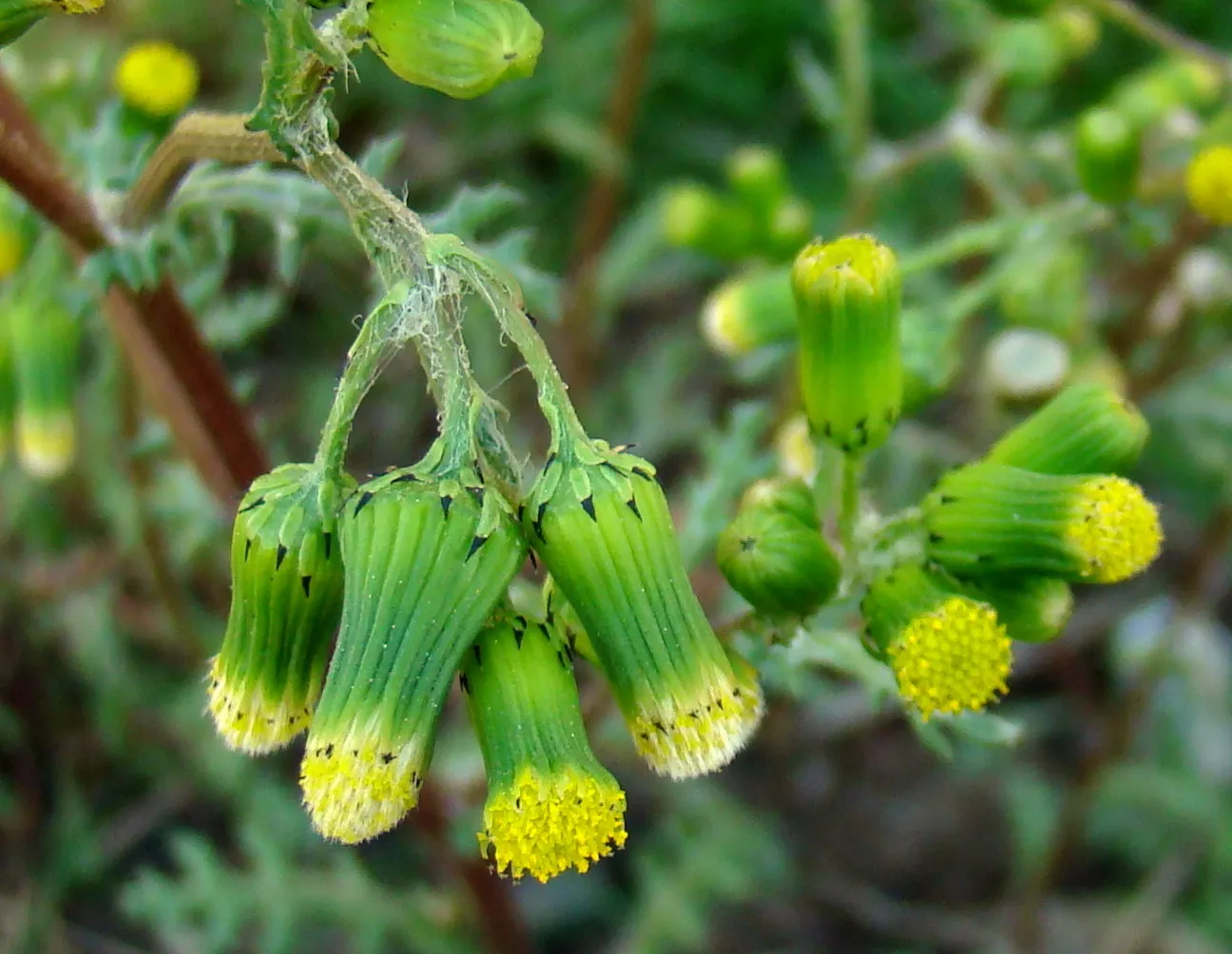 Simptome: Senecio vulgaris (Spălăcioasă)