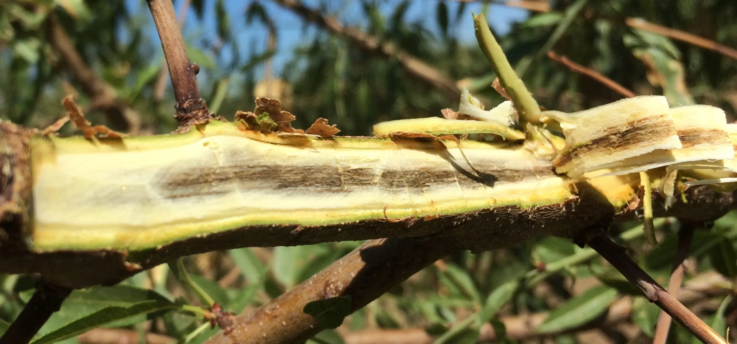 Simptome: Verticillium wilt (Verticilioza / ofilirea sâmburoaselor)