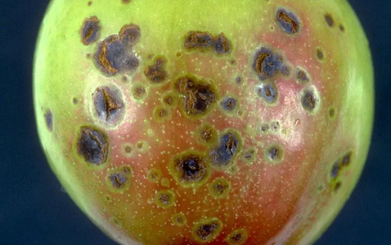 Simptome: Xanthomonas campestris (Ciuruirea bacteriană a frunzelor de sâmburoase)
